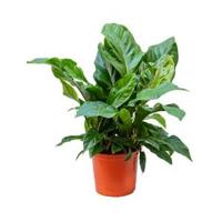 Anthurium jungle bush L kamerplant - thumbnail