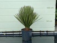 Palmboom - Yucca Filifera - thumbnail