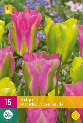 Tulp strawberry lemonade 12 bollen