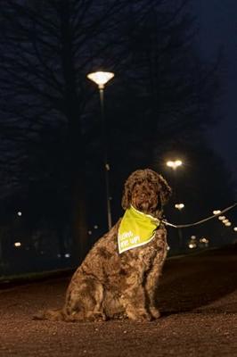 Beeztees Safety Gear Bandana Chiny – hondenkleding – reflecterend –