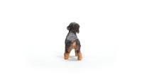 Schleich farm world teckel 13972 - thumbnail