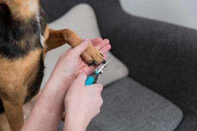Trixie nagelschaar