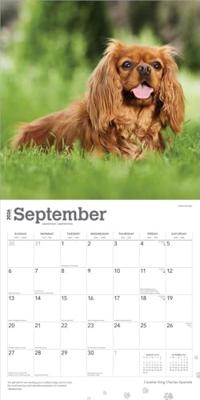 Cavalier King Charles Spaniel Kalender 2026 Cavalier King Charles Spaniel Kalender 2026