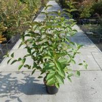 Weigela struik Bristol Ruby - 100 - 125 cm - 4 stuks - thumbnail
