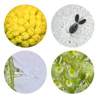 Bresser Junior Microscoop Biolux ICD Pro 20x - thumbnail