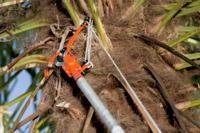 RUPSENSCHAAR P34-37 - thumbnail