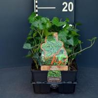 Klimop (hedera hibernica) bodembedekker - 6-pack - 1 stuks - thumbnail