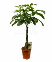 Geldboom - Pachira aquatica 90cm - thumbnail