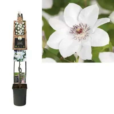 Grootbloemige Clematis Miss Bateman 120 cm klimplant