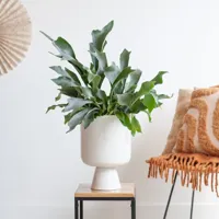 Platycerium Bifurcatum - Hertshoornvaren - P17 - thumbnail