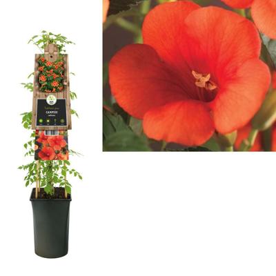 Rode Trompetbloem (Campsis radicans) klimplant Rode Trompetbloem (Campsis radicans) klimplant