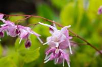 Elfenbloem - thumbnail