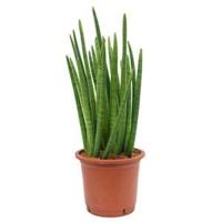Sansevieria enjoy L kamerplant - thumbnail