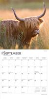 Schotse Hooglander Kalender 2026 - thumbnail