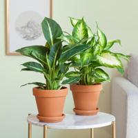 Dieffenbachia Duo - P12 - thumbnail