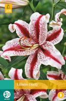 Lilium Dizzy Bloembol JUB 2 bollen - Jub - thumbnail