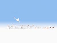 NOCH Swan and Ducks schaalmodel onderdeel en -accessoire Figuurtjes - thumbnail