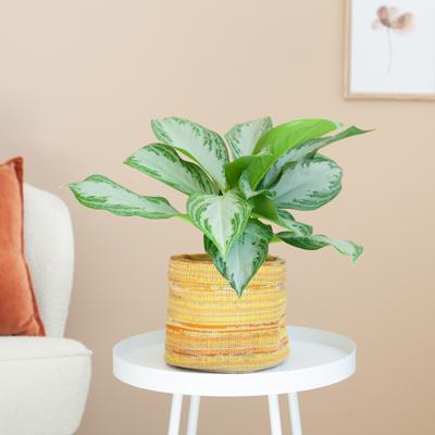 Aglaonema Silver Bay - P17