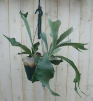 Hangplant Hertshoornvaren Platycerium Warentuin Natuurlijk - Warentuin natuurlijk - thumbnail