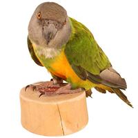 BACK ZOO NATURE FRUITKUIPJE HOUDER MET SCHROEF - thumbnail