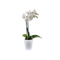 Elho brussels orchidee high 12.5 white - thumbnail