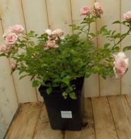 Rosa Struikroos rozen roze Warentuin Natuurlijk - Warentuin natuurlijk - thumbnail