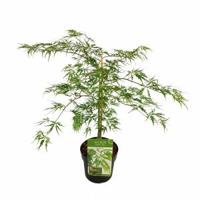Japanse esdoorn (Acer palmatum "Dissectum") heester - 40-50 cm - 1 stuks - thumbnail