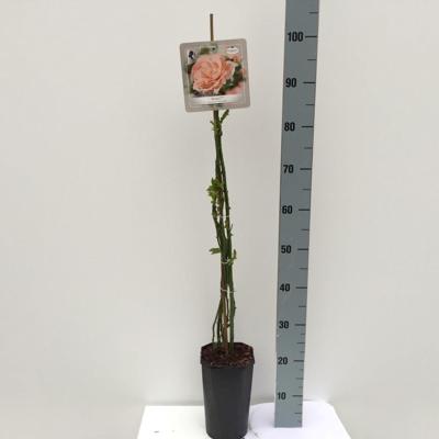 Klimroos Rosa Bonita 90 - 110 cm Arie Bouman - Arie bouman Klimroos Rosa Bonita 90 - 110 cm Arie Bouman - Arie bouman