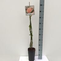 Klimroos Rosa Bonita 90 - 110 cm Arie Bouman - Arie bouman - thumbnail