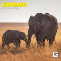 Olifanten Kalender 2026 - thumbnail