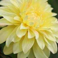 Dahlia Kunstbloem 57cm Geel - thumbnail