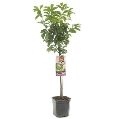Prunus Pluot Dapple Dandy 160 cm Prunus Pluot Dapple Dandy 160 cm
