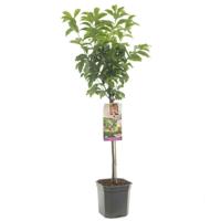 Prunus Pluot Dapple Dandy 160 cm - thumbnail