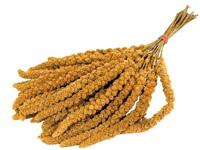 PRESTIGE TROSGIERST 300 GR - thumbnail