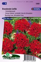 Scharlakenrood bloemzaden – Brandende liefde - thumbnail
