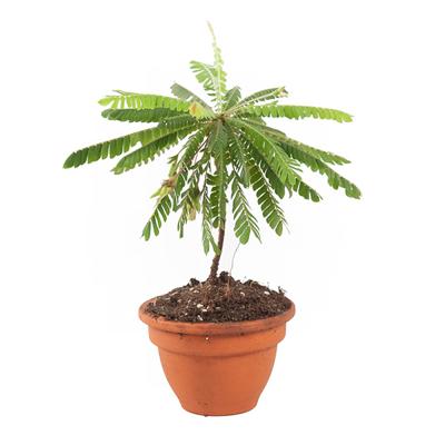 Biophytum sensitivum (minipalm) - P 9 cm