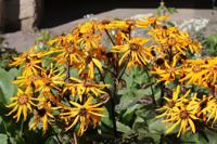 Kruiskruid - thumbnail