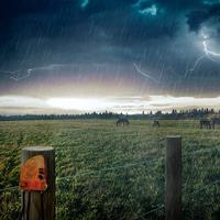 Gallagher Bliksembeveiliger - 064802 064802 - thumbnail