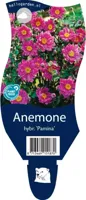 Anemone hybr. Pamina vaste plant Griffioen - Griffioen - thumbnail