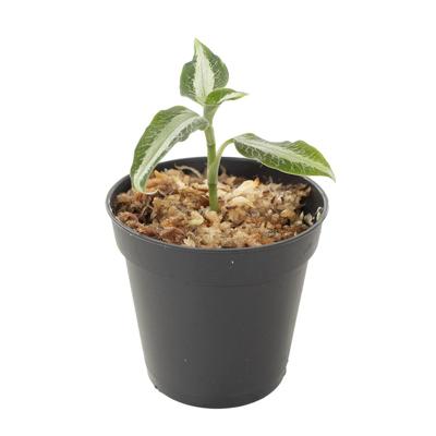 Aspidogyne argentea (Juweel orchidee) - P 6 cm Aspidogyne argentea (Juweel orchidee) - P 6 cm