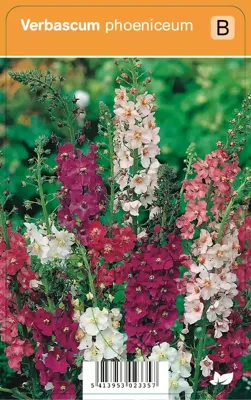 Vips Verbascum phoeniceum - Toorts