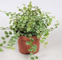 Ficus Pumila Viridi kamerplant Warentuin Natuurlijk - Warentuin natuurlijk - thumbnail
