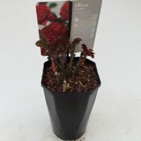 Struikroos Rosa Stromboli Arie Bouman - Arie bouman - thumbnail