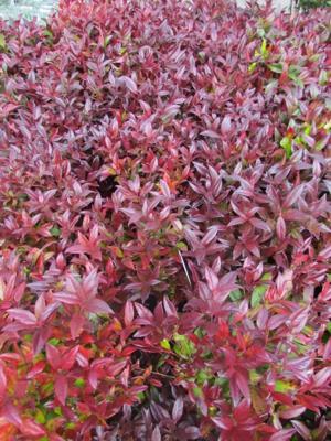 Druifheide Druifheide