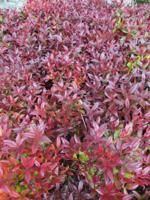 Druifheide - thumbnail