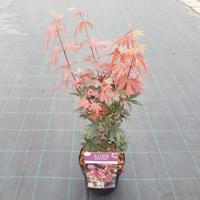 Japanse esdoorn (Acer palmatum "Skeeter's Broom") heester - thumbnail
