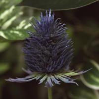 Disteltak kunstbloem 65cm Blauw - thumbnail