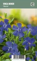 V.I.P.S. Vinca minor ''Marie'' - Kleine Maagdenpalm (P9) - thumbnail