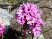 Koekoeksbloem - thumbnail