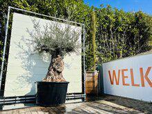 Olijfboom - Bonsai